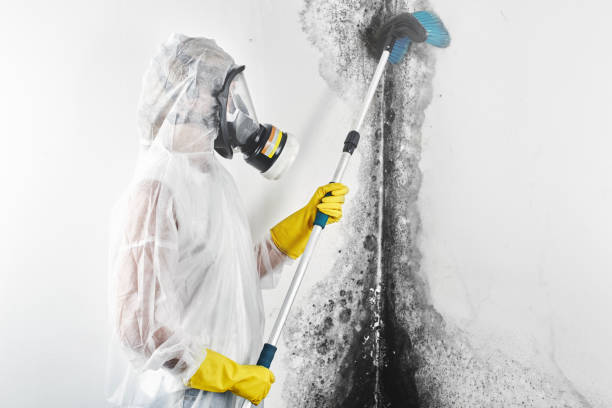 Trusted Hillsboro Beach, FL Mold Removal Experts
