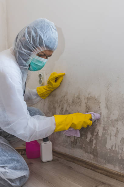 Best Mold Documentation for Insurance Claims  in Hillsboro Beach, FL