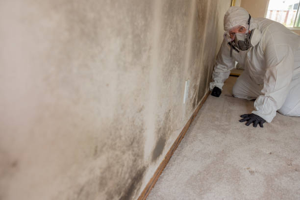 Best Attic Mold Removal  in Hillsboro Beach, FL